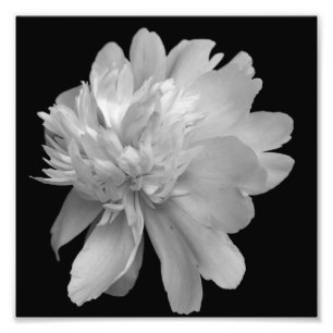 Peony Flower In Bloom Black And White 8x8 Photo Print
