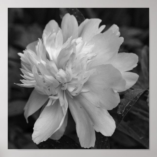 Peony Flower In Bloom Black And White Poster (Front)