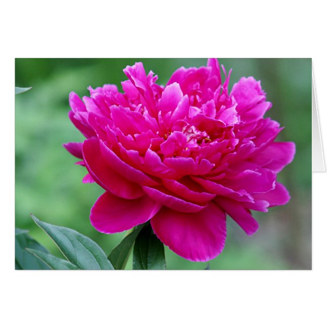 Peony flower photo (Front Horizontal)