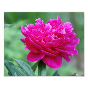 Peony flower photo print