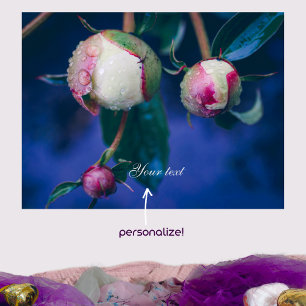 Peony flowers after rain  poster