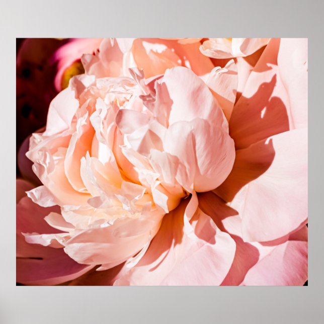Peony flowers as luxury floral background, wedding poster (Front)