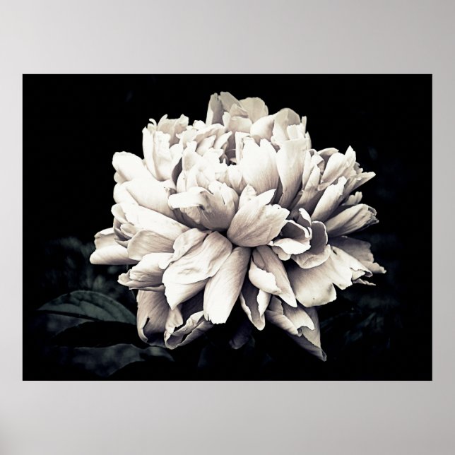 Peony in Black and White Poster (Front)