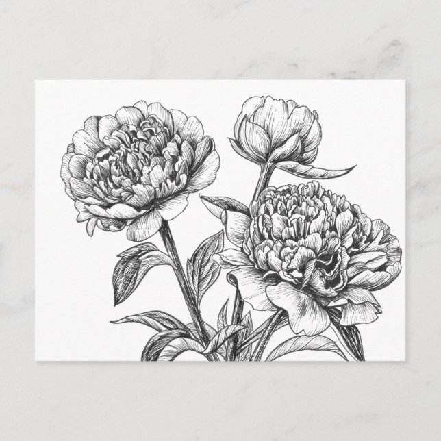 Peony ink drawing postcard (Front)