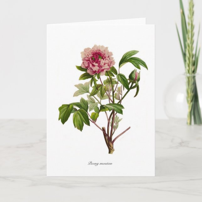 Peony moutan card (Front)