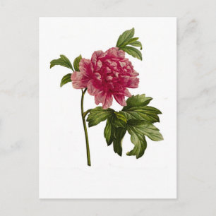 Peony moutan,var by Pierre-Joseph Redouté Postcard