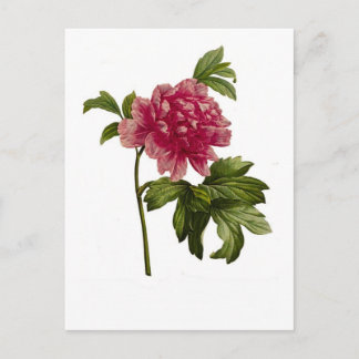 Peony moutan,var by Pierre-Joseph Redouté Postcard