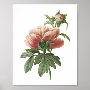 peony (Paeonia sp.) by Redouté Poster