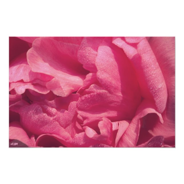 Peony Petals Photo Enlargement Print (Front)