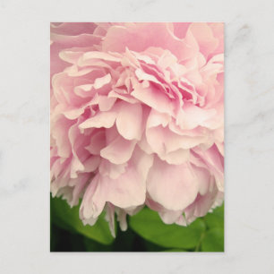 Peony Petals Postcard