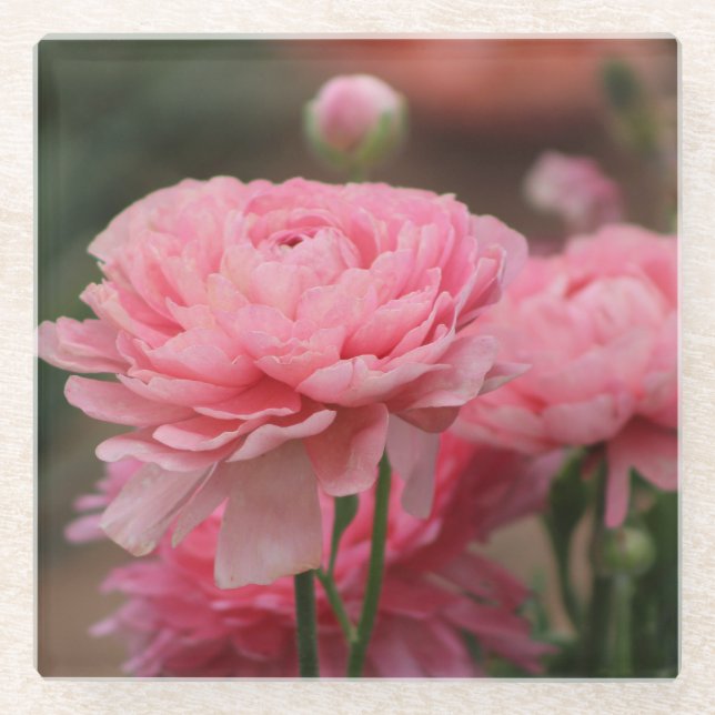 Peony Pink Ranunculus Closeup Glass Coaster (Front)