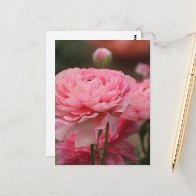 Peony Pink Ranunculus Closeup Postcard (Front/Back In Situ)