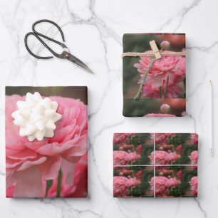 Peony Pink Ranunculus Closeup Wrapping Paper Sheet