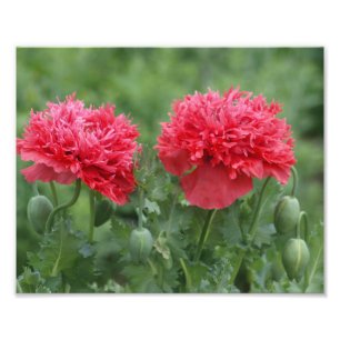 Peony Poppy Flower in Bloom Photo Print