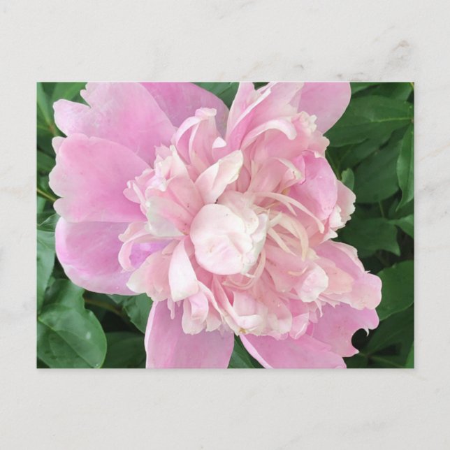 Peony Postcard (Front)