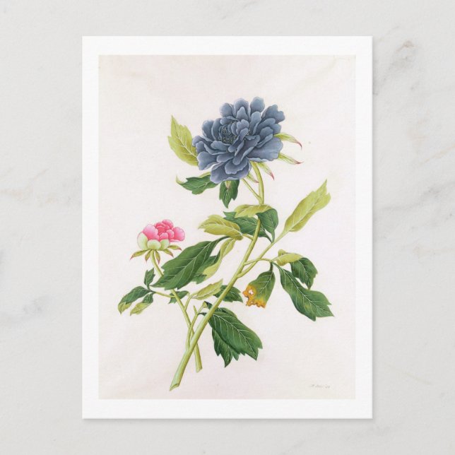 Peony Postcard (Front)