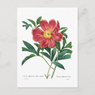 Peony Postcard