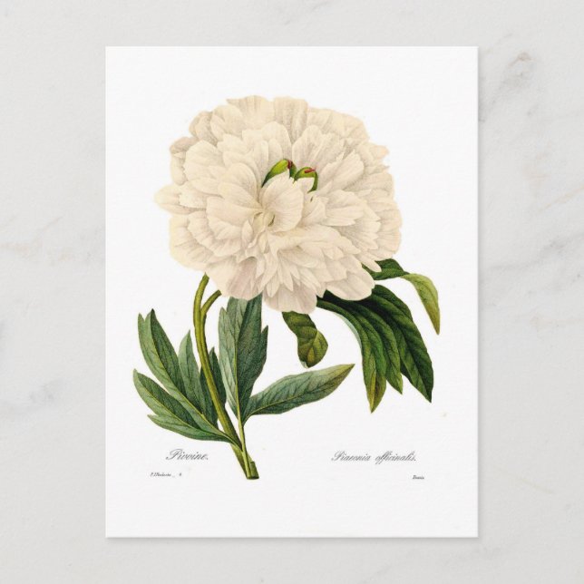 Peony Postcard (Front)