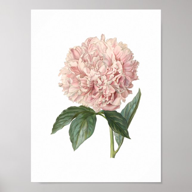 Peony Poster (Front)
