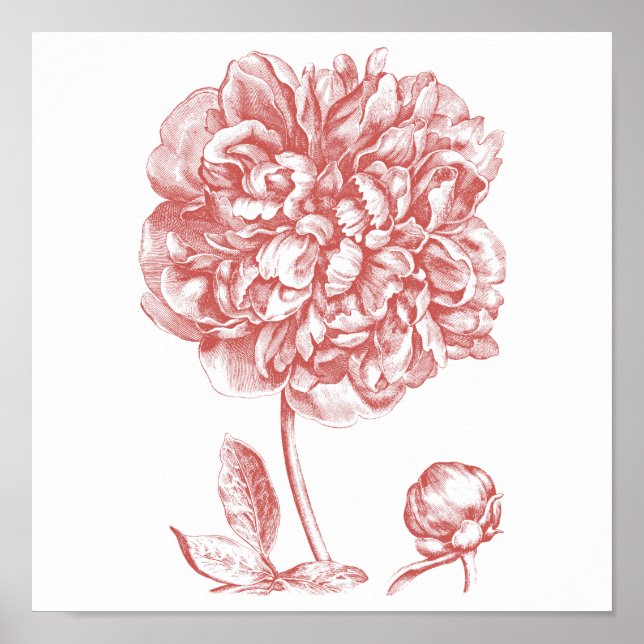 Peony Poster (Front)