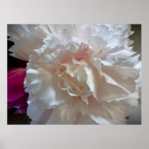Peony, Poster