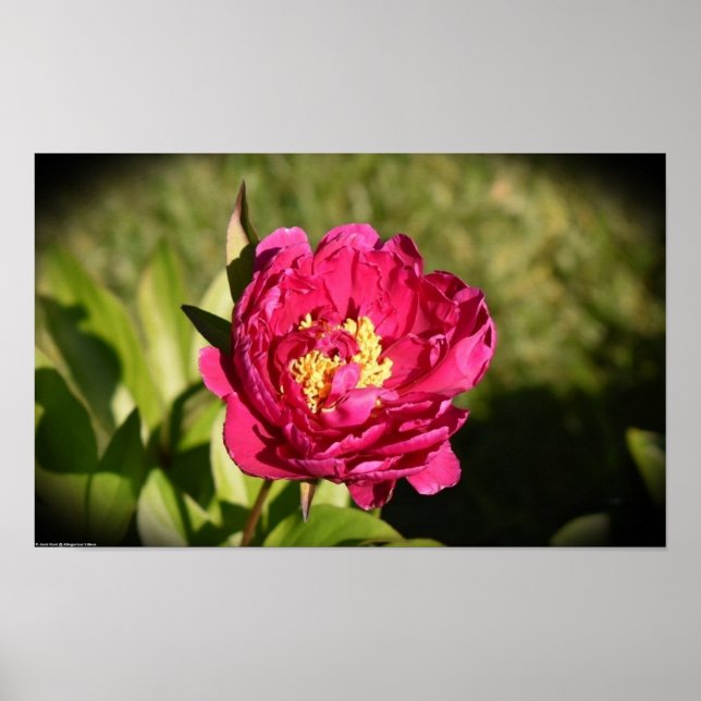 Peony, Poster (Front)
