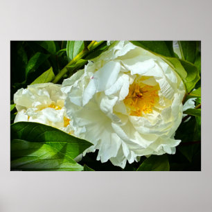 Peony, Poster