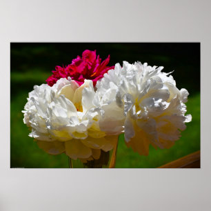 Peony, Poster