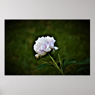 Peony, Poster