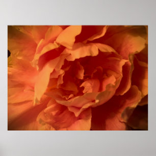 Peony, Poster