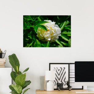Peony, Poster
