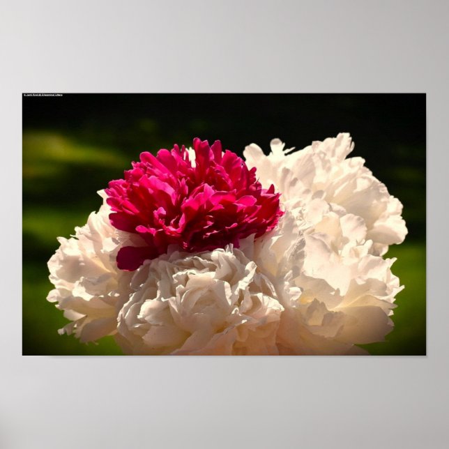 Peony, Poster (Front)