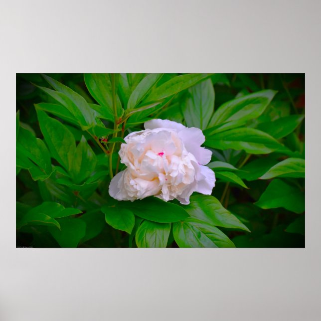 Peony, Poster (Front)