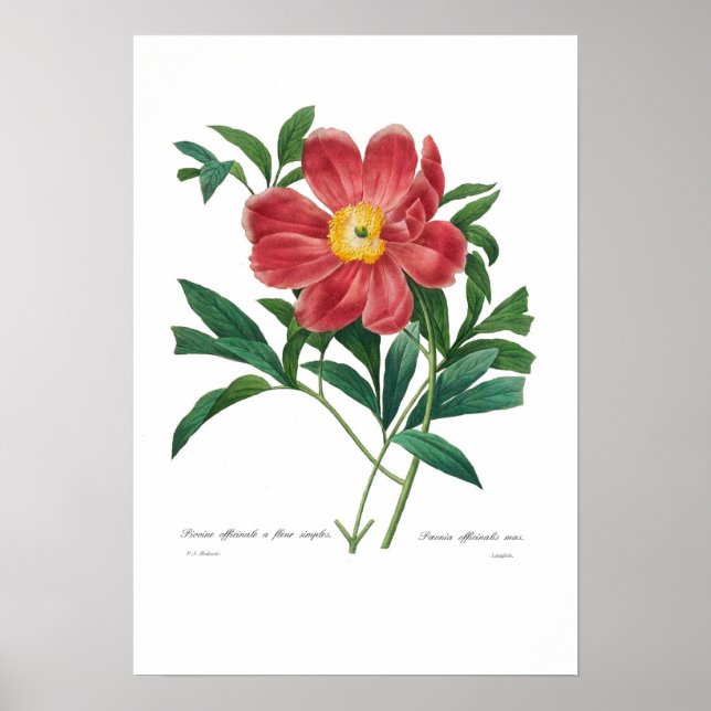 Peony Poster (Front)