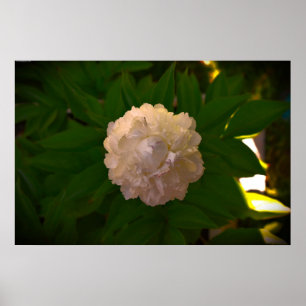 Peony, Poster
