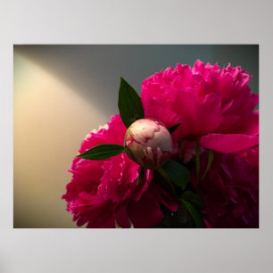 Peony, Poster