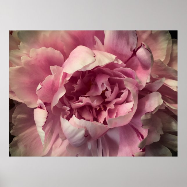 Peony, Poster (Front)
