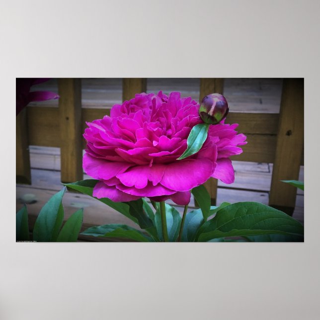 Peony, Poster (Front)