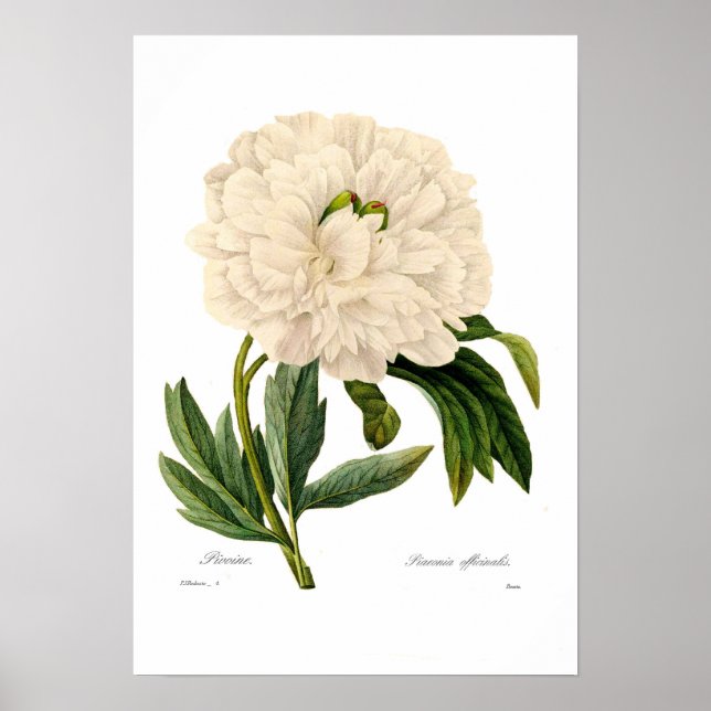 Peony Poster (Front)