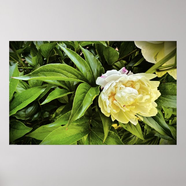 Peony, Poster (Front)