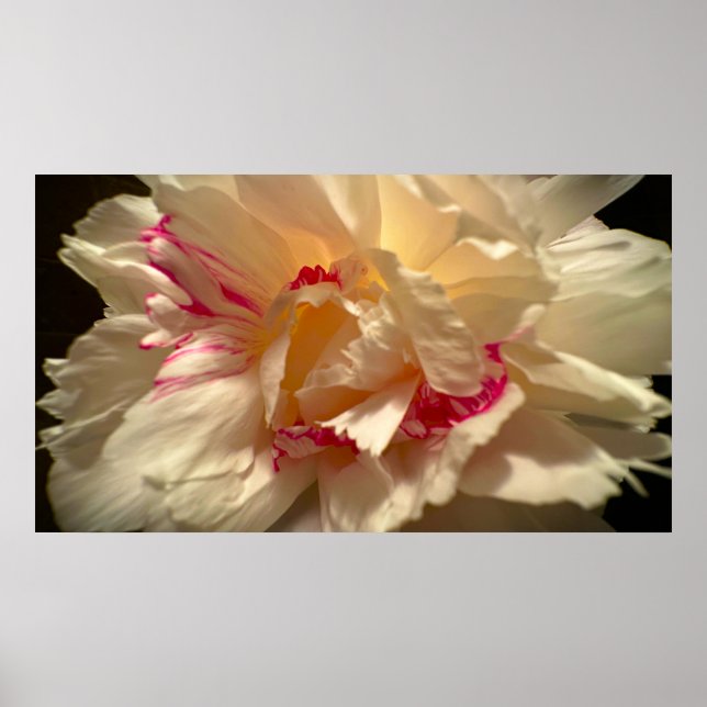 Peony, Poster (Front)