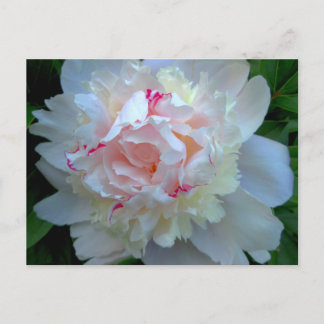 Peony Pretty White Postcard