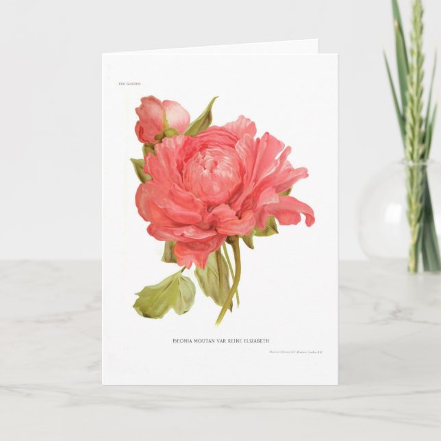 Peony  'Reine Elizabeth' Card (Front)
