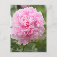 Peony "Sarah Bernhardt"：Postcard