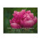 Peony • Save the Date Postcard