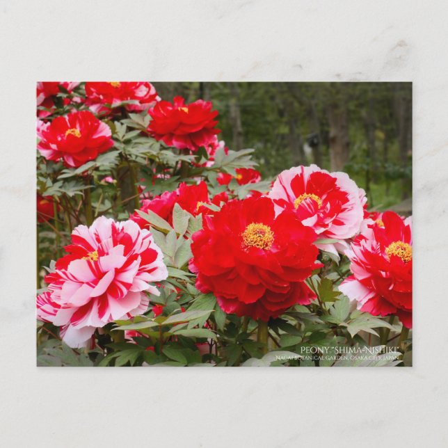 Peony "Shima-Nishiki"：Postcard Postcard (Front)