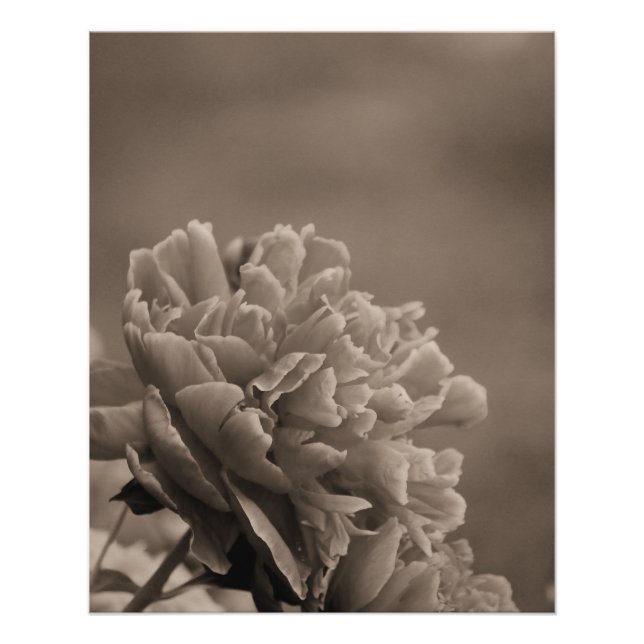 Peony Single Sepia Poster (Front)