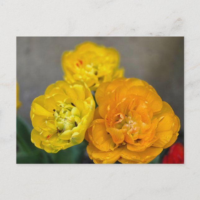 Peony tulip postcard (Front)