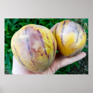 Pepino Melon fruits Poster