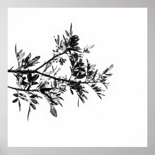 Pepper Tree Flowers Leaves Nature Poster (Front)